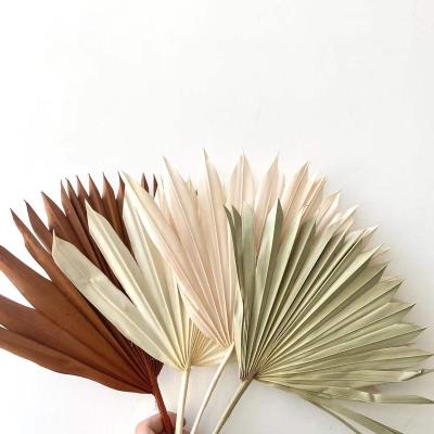 China Events Decoration Sun Dried Palm Leaves Best Selling Colorful Palm Leaves for sale