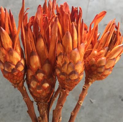 China Wholesale Home Natural Christmas Dried Flowers Protea Repensarium Flowers Decoration Decoration for sale