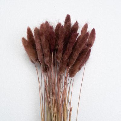 China Natural Plant Plant Supply New Bunny Tail Grass Dried Lagurus For Flower Decoration for sale