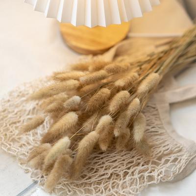 China New Arrival Bunny Tail Dried Flowers Dry Natural For Home Decor 60cm for sale