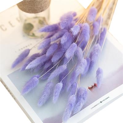 China 2021 Real Natural Dry Bunny Tail Grass Flowers Hot Selling High Quality Decorative Dry Bunch Dried Bunny Tail Grass for sale