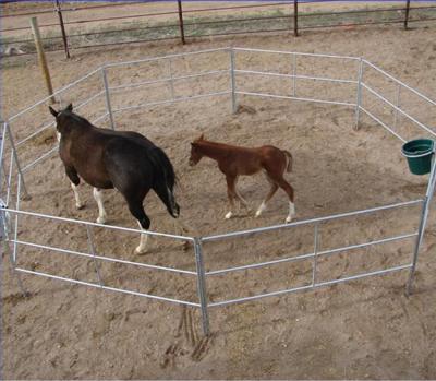 China Easily Assembled Horse Panel Livestock Cattle Panels for sale