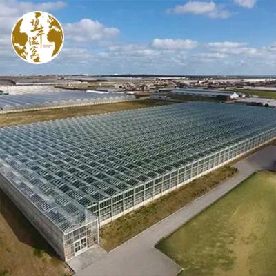 China China ECO FRIENDLY Tropical Greenhouse Glass Greenhouse With Agricultural Vegetables Strawberry Cultivation for sale