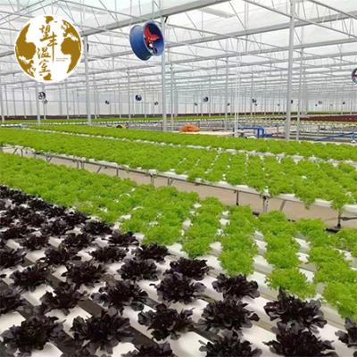 China High Quality Strawberry Planting Growing Greenhouse Hydroponics NFT System City Farm Grow System Channel Indoor Grow Rack for sale