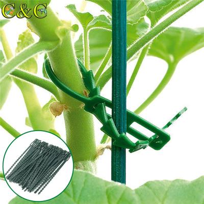 China Various Use Modern Reusable Garden Plastic Plant Cable Ties Ties Tree Climbing Support Adjustable for sale