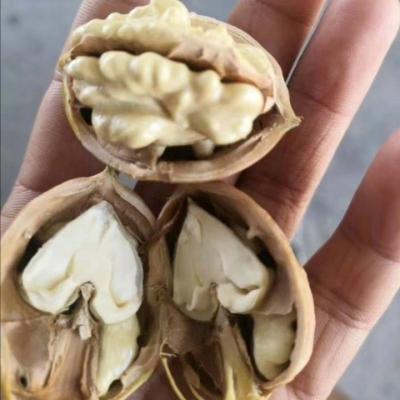 China China best quality wholesale price dry walnut for new season for sale