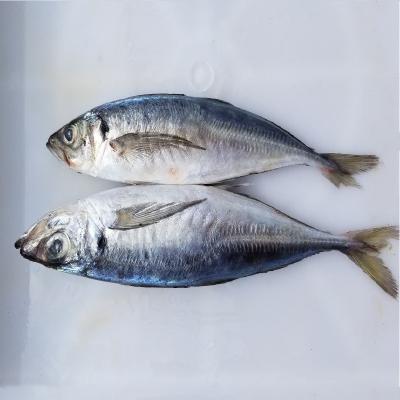 China Best Quality 300-500g IQF Low-CARB Pacific Pelagic Jelly Fish Processing Line Frozen Fish Mackerel Price for sale