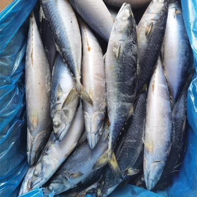 China International Low-CARB Market Price Frozen Mackerel For Sale Buy Frozen Fish for sale