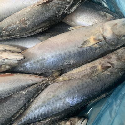 China Low-CARB IQF Fish Pacific Seafood Mackerel Frozen Fish Saurels for sale