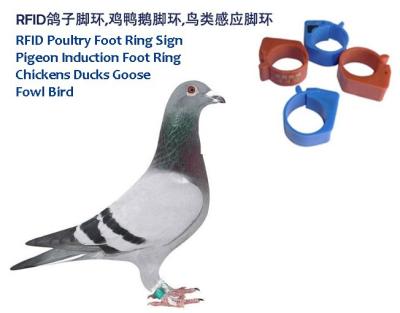 China Muestra del anillo del pie de las aves de corral del RFID, anillo del pie de la paloma del RFID, anillo del pie de la inducción del ganso de los patos de los pollos, anillo del pie de las aves de la inducción en venta