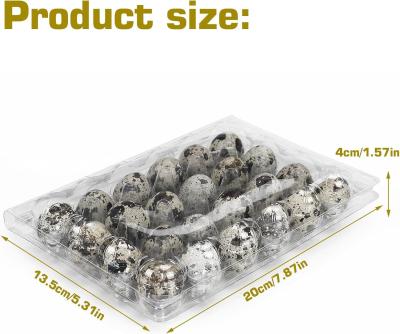 China Small Plastic Egg Cartons - Clear 2 Dozen Quail Eggs Tray - Reusable Storage Holder For Small, Pheasant, Pigeon Eggs for sale