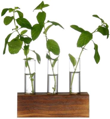 China CLASSIC mini greenhouse restaurant plant spread tube style test stock plant decoration home starter glass tubes for sale