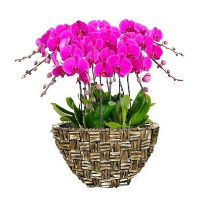 China Living Room Hospitality Flower Pot Planter Vase Orchid Pot Broom European Sea Shell Mother of Pearl for sale