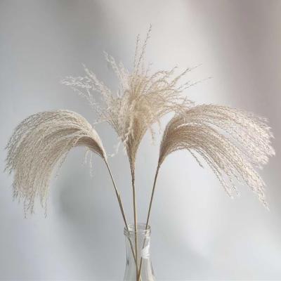 China Durable Wholesale Nature Dried Flowers Stage Photography Props Thatch Pampas Dried Plants for sale