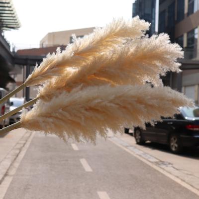 China Fashional Manufacturer Wholesale Natural Dry Large Size Pampas Artificial Dried Flowers For Wedding Decoration for sale