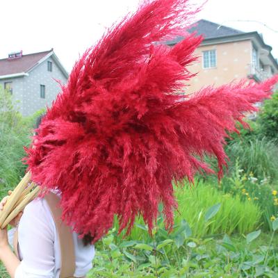 China Large Size Pampas Grass Artificial Flowers Durable Good Quality Decorative Dry Flower for sale