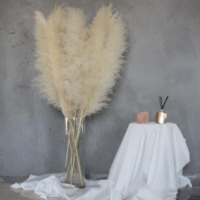 China Large Size Best Selling Natural Pampas Long Lasting Dried White Pampas Grass Tubular Display Wedding Window Bouquet for sale