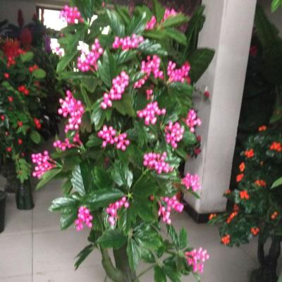 China Artificial Flower Plastic Peony Tree With Rich Seeds for sale