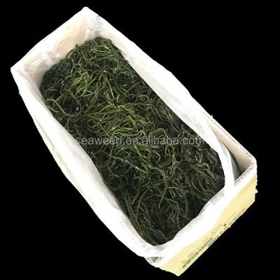 China Fresh frozen salted kombu (laminaria seaweed, sea kale, sea tangle chopped) for sale