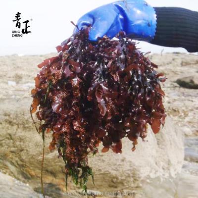 China 2021 Dried Chondrus Crispus Red Seaweed Dried From China Factory for sale