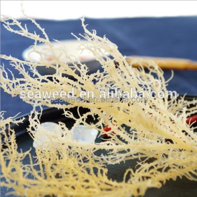 China 2021 High Quality Pure Clean Dry IRISH MOSS Dried Sea Moss Red Seaweed CHINA for sale