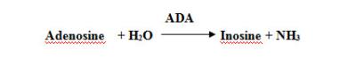 China ADA Adenosine Deaminase Enzym van Micro-organisme CAS Nr 9026-93-1 Te koop