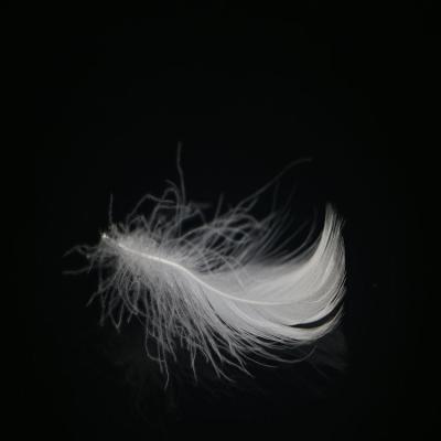 China TOPGREEN Soft White Goose Feather 95% Washed High Quality Washed White Goose Feather for sale