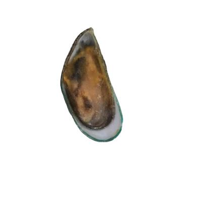 China Low sugar frozen fish green mussel for sale