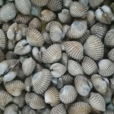 China Indonesia FROZEN seafood shell meat frozen blood clam for sale