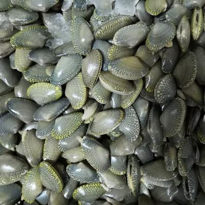 China FROZEN Baby Clam /Oil Frozen Clam for sale