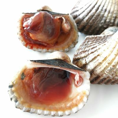 China Good Selling Shell Fish Frozen Cockles Blood Seafood FROZEN Clam for sale