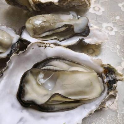 China Frozen Oyster Seafood Frozen Shellfish for sale