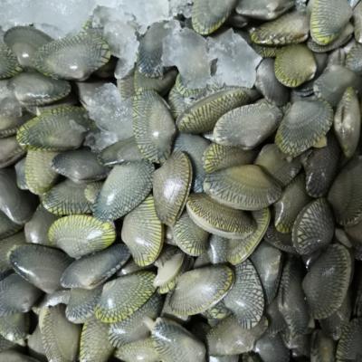 China Oil Clam Baby Clam Meat Jelly Indonesia Origin JELLY for sale