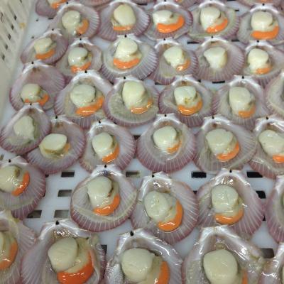 China FROZEN Frozen Meat Scallop Half Shell Scallop for sale