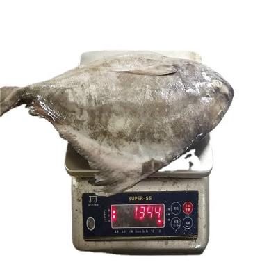 China WR frozen black damselfish from Indonesia FROZEN seafood fish for sale