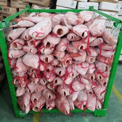 China FROZEN snapper/goldfish WR frozen fish and fillet in Indonesia for sale