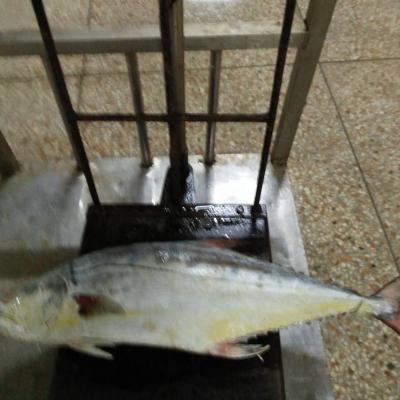 China High Quality Non-Nicotine Queen Fish for sale