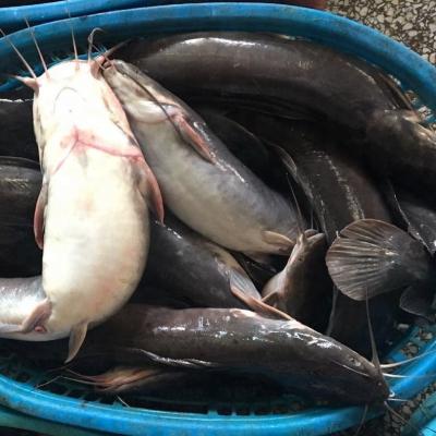 China Good Selling FROZEN Seafood Frozen Catfish WR /HGT/Steak/Fillet for sale