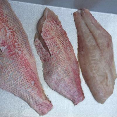 China FROZEN Snapper Fillet and WGGS from Indonesia for sale