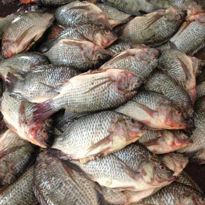 China Best Price Seafood Tilapia WR Frozen Fillet FROZEN for sale