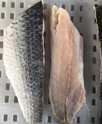 China On FROZEN Gray Mullet Fillet/Sea Caught Hide FROZEN for sale