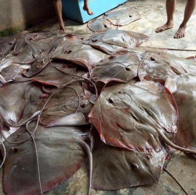 China Good Selling Frozen Indonesia Sting Ray Frozen Fish JELLY for sale