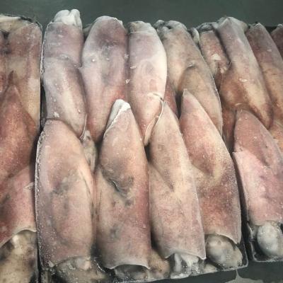 China Good selling squid FROZEN frozen frozen goldfish squid for sale