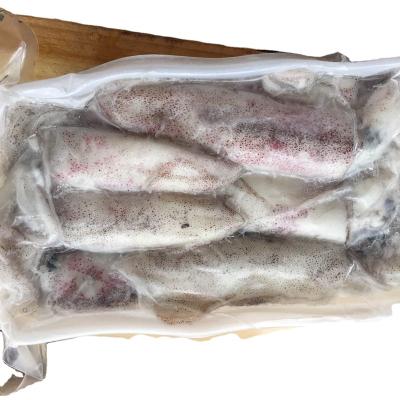 China Good Origin Indonesia Loligo Frozen Squid Sale JELLY for sale