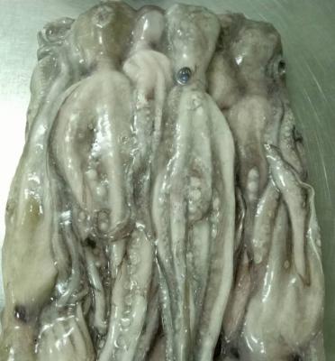 China Good Sale Frozen Seafood Octopus JELLY for sale