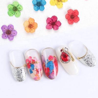 China Nail Decoration Wholesale 9 Kinds Flowers Dry Natural Nail Art Accessories for sale