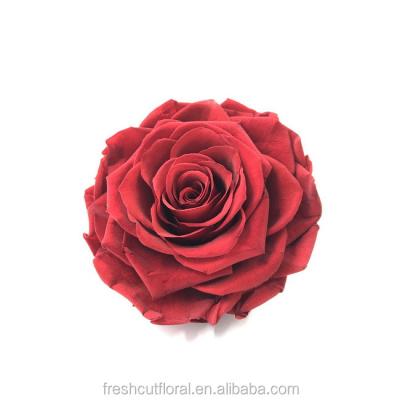 China Natural Touch and Look Real Preserved Flower Rose Never Fade One Red Rose Picture Flower Fashion Rose for sale