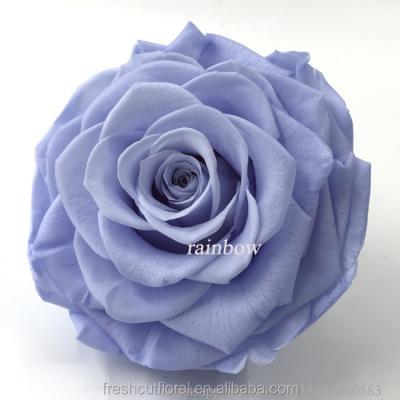 China True Natural Touch Rose Eternal Wholesale Preserved Rose Flowers in Light Purple Color with Kunming Rainbow High Quality for sale