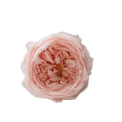 China Natural Touch and Florist Supplies Preserved David Austin Fashion Rose for sale