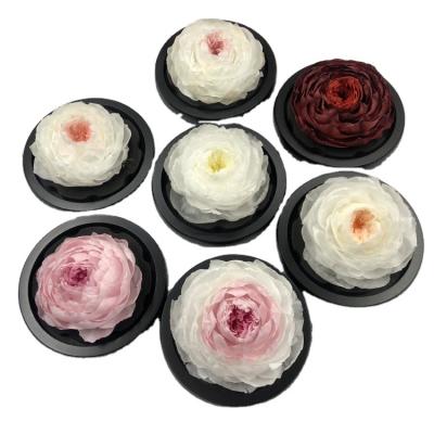 China Real and Natural Touch Wholesale Real Rose Preserved Fresh Peony Flowers Eternal for sale